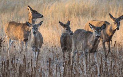 CWD: Protecting Ohio’s Deer Herd