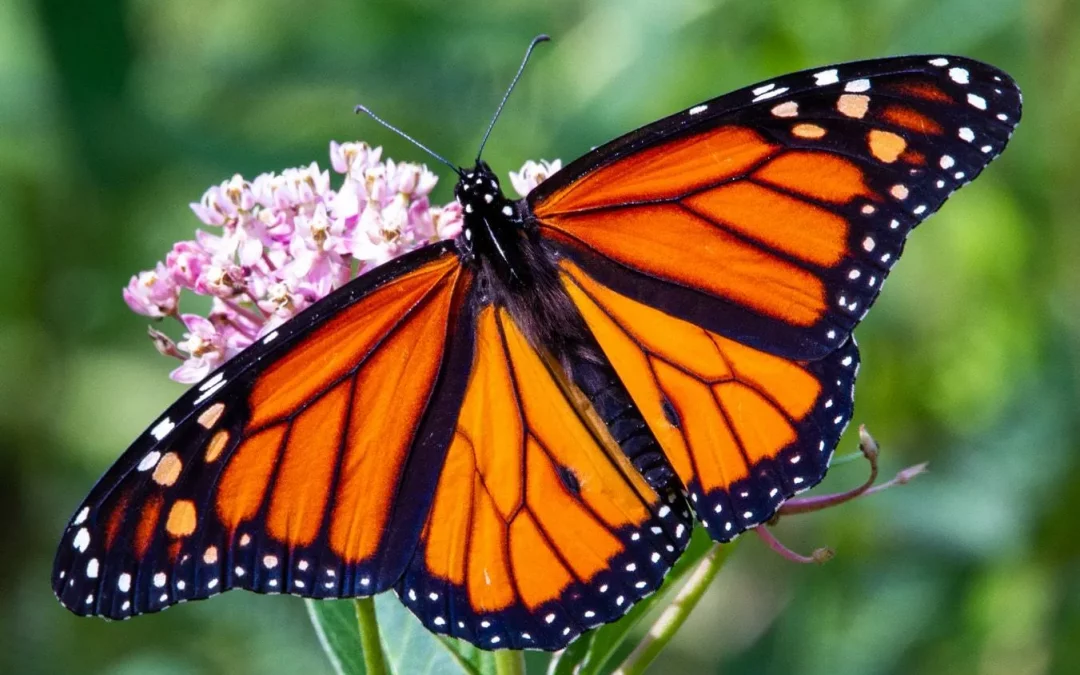 2025 Milkweed Pod Collection – 10 Year Anniversary