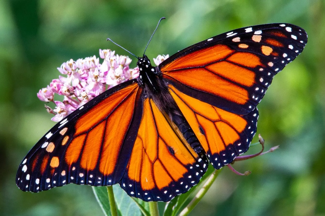 2025 Milkweed Pod Collection – 10 Year Anniversary