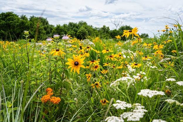 CRP – Another Aspect of Farm Management