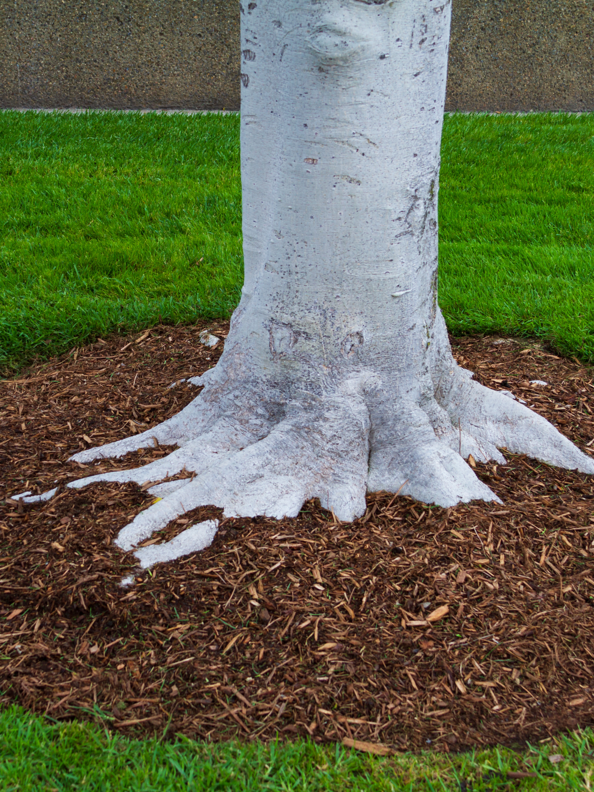 Let’s Donut Mulch (1)